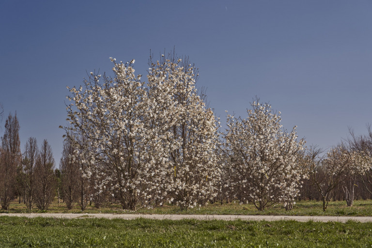 Praskac Pflanzenland Prachtgarten zeigt blühenden Baum im Frühling in der Baumschule.