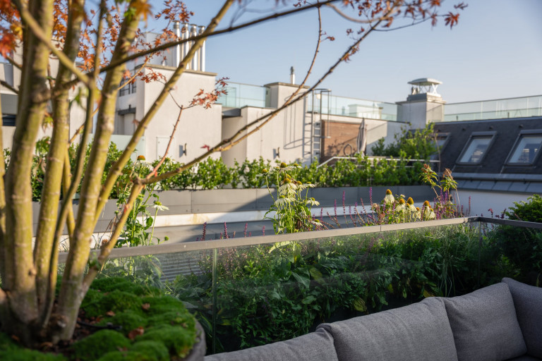 Praskac Pflanzenland Prachtgarten zeigt Dachterrasse mit einem Pflanzentrog mit Ahornbaum und Blumenbeeten hinter Glasscheibe und Outdoorcouch.