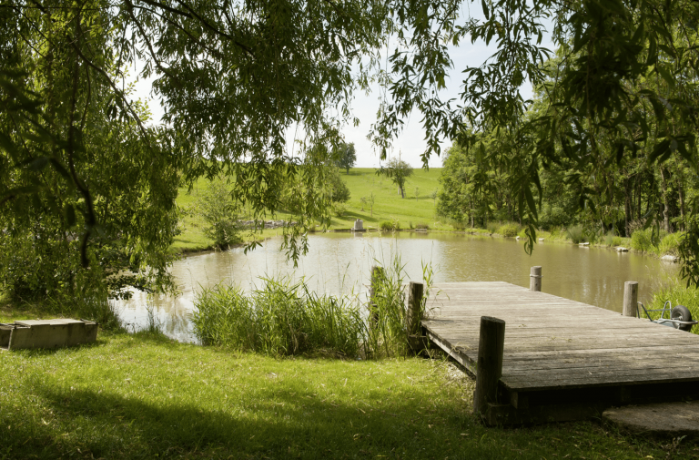 Gartenbau Schmid zeigt einen sehr idyllischen Badeteich mit Holzsteg, Schilf und mehreren Bäumen.