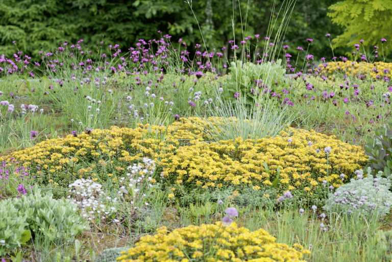 Gartenbau Schmid zeigt eine Blumenwiese mit verschieden farbigen Blüten und Gräsern.