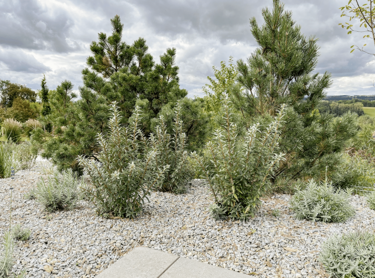 Gartenbau Schmid zeigt ein eher wild bepflanztes Fleckchen mit verschiedenen Sträuchern und Büschen.